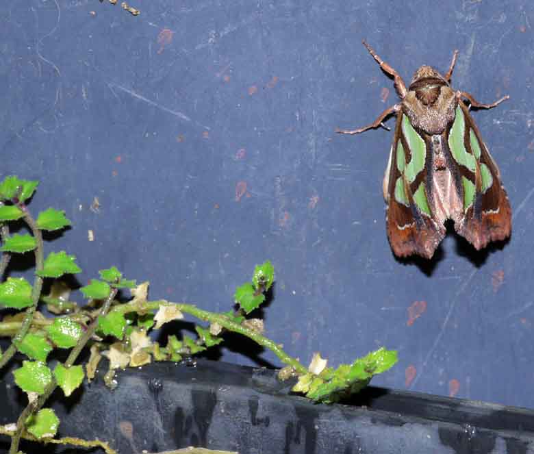 Green mottled moth at nursery
